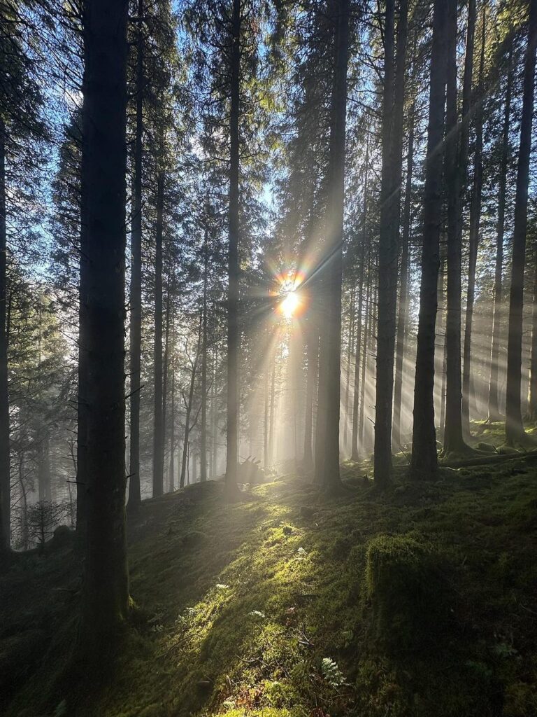 Sunlight shining through trees in forest