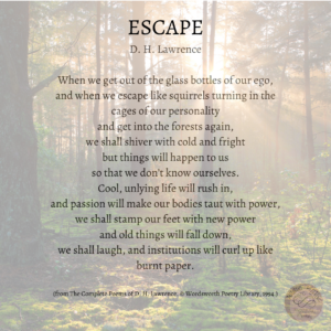 Image of woodland scene Text: ESCAPE D. H. Lawrence When we get out of the glass bottles of our ego, and when we escape like squirrels turning in the cages of our personality and get into the forests again, we shall shiver with cold and fright but things will happen to us so that we don't know ourselves. Cool, unlying life will rush in, and passion will make our bodies taut with power, we shall stamp our feet with new power and old things will fall down, we shall laugh, and institutions will curl up like burnt paper. (from The Complete Poems of D. H. Lawrence. © Wordsworth Poetry Library, 1994.)