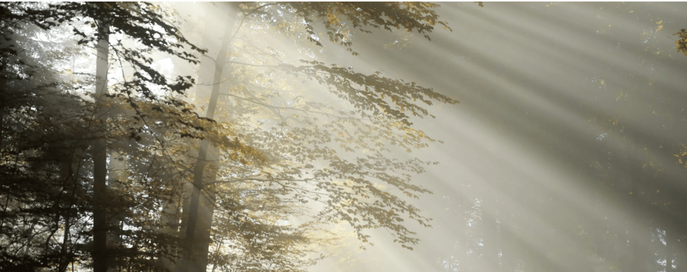 Image of woodland scene with shards of sunlight through trees. 