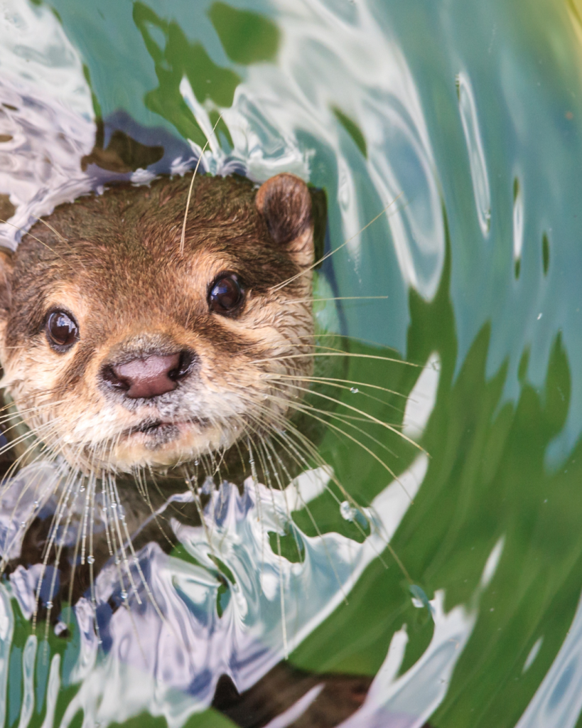 Alt text for this image: "Close-up of an otter's face partially submerged in green-blue water, water droplets beaded along its long whiskers, dark eyes looking directly at the camera, wet brown fur and a pink nose visible above the waterline. CANVA image