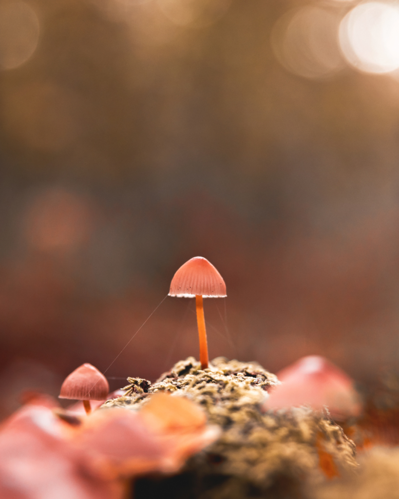 A close-up of a tiny pink mushroom with a slender orange stem growing from a mossy log, with a second small mushroom and fine threads of web beside it, against a soft golden blur.