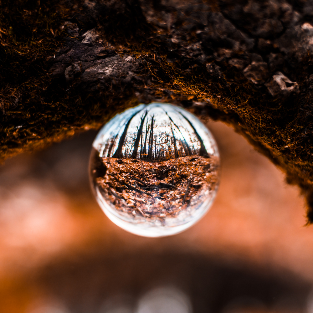 Photo of a glass ball held beneath a mossy tree trunk, showing an upside-down reflection of a leaf-strewn autumn woodland.