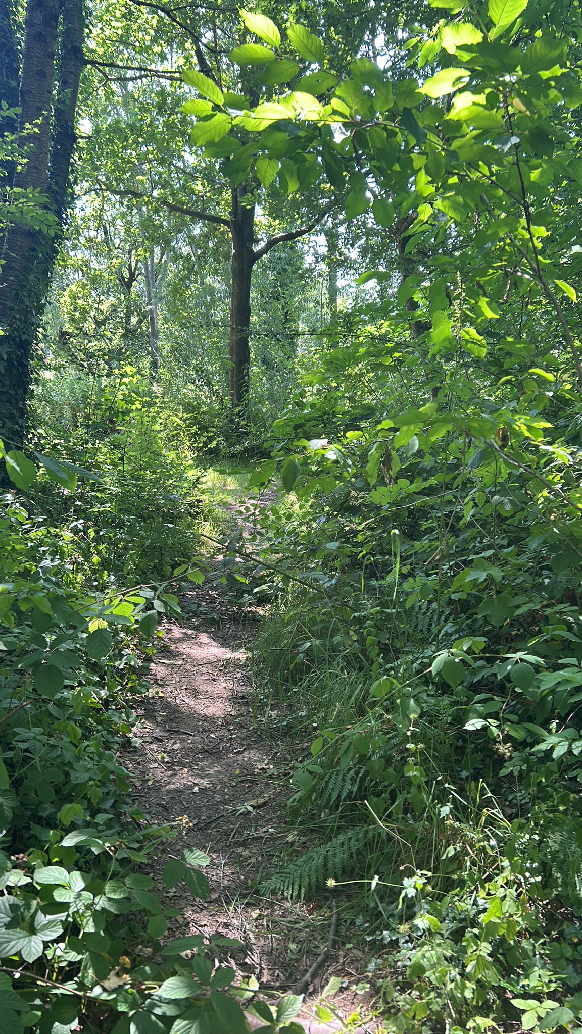 A narrow earth path winding into a sunlit summer woodland, with bright green leaves arching overhead and brambles and ferns along both sides.