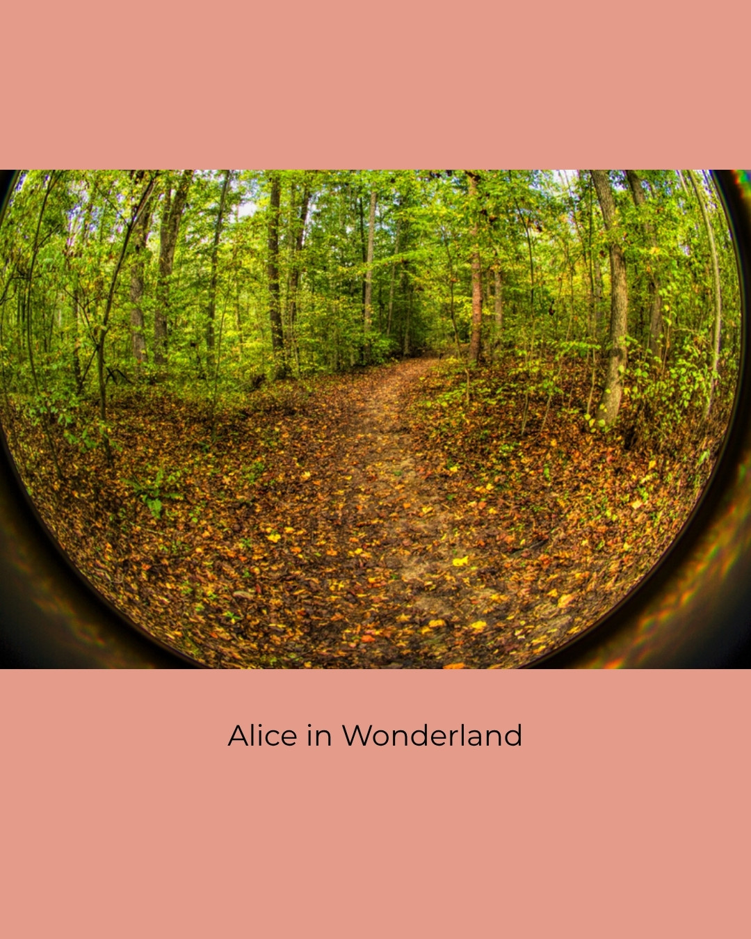 A woodland path seen through a round wide-angle lens. Caption: Alice in Wonderland.