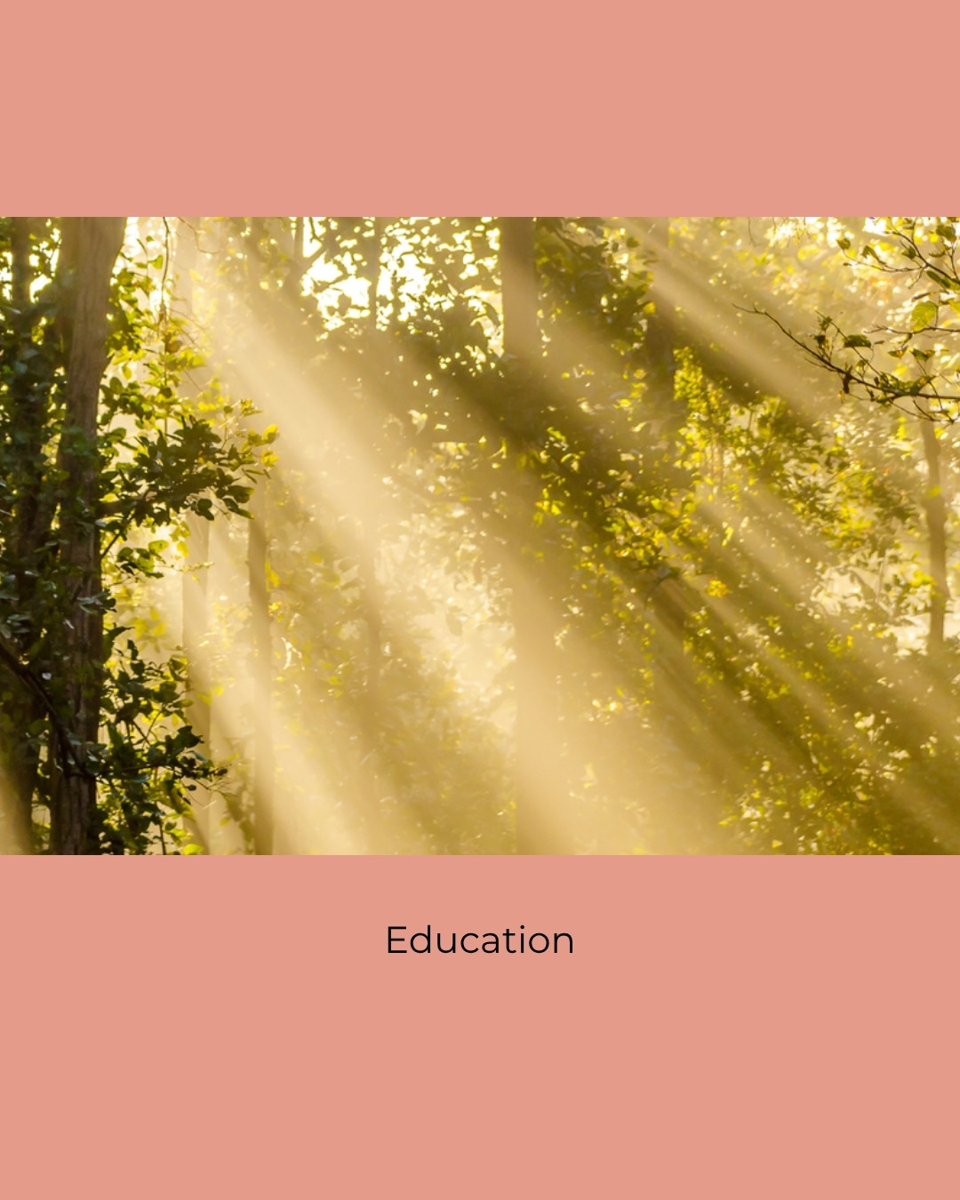 Golden sunlight streaming through a tree canopy. Caption: Education.