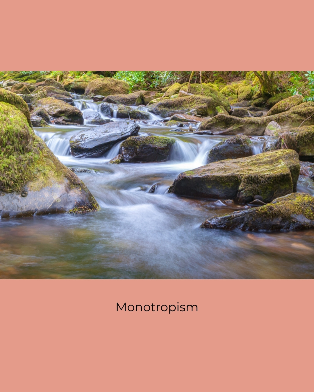 A stream flowing over mossy rocks in a woodland. Caption: Monotropism.