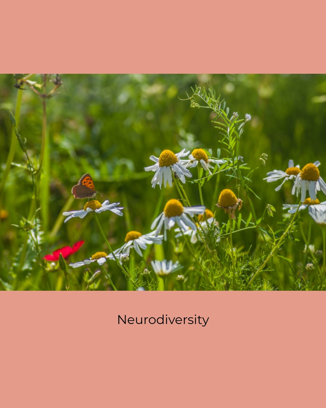 Daisies and a butterfly in a sunny meadow. Caption: Neurodiversity.