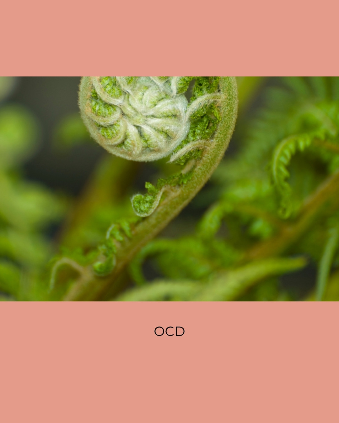 A green fern frond slowly unfurling. Caption: OCD.