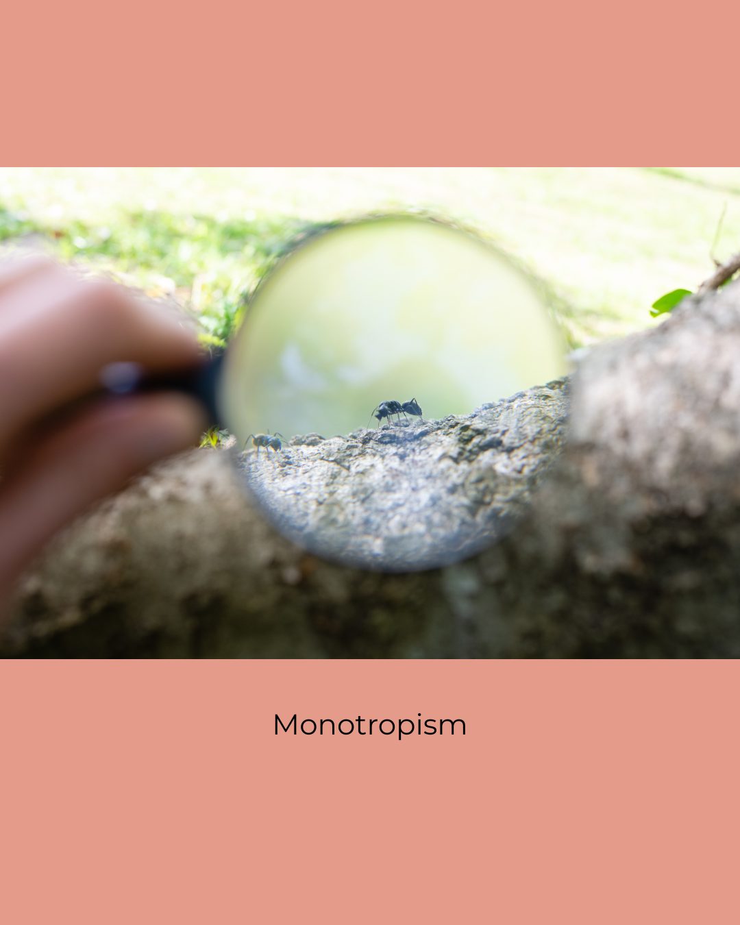 A hand holds a magnifying glass over two ants on a tree branch. Caption: Monotropism.